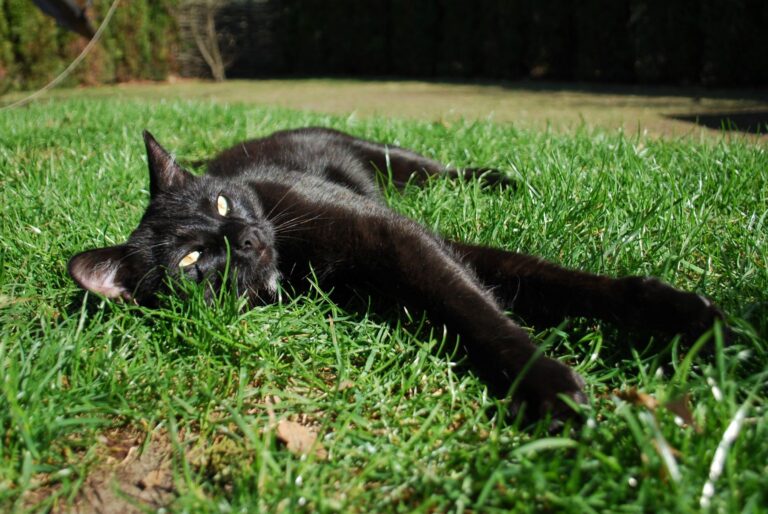 Eoncrafts' Puma in the grass