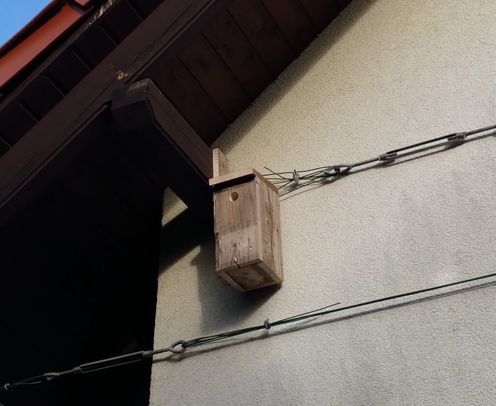 Eoncrafts: standard wide front bird house in a more exposed location.
